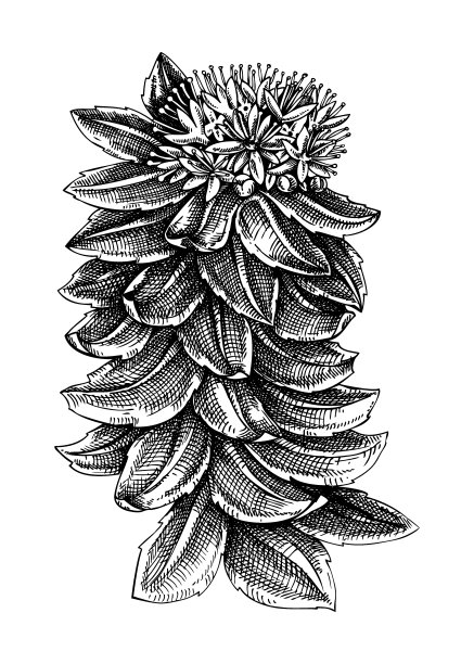 红景天草图图片下载