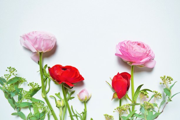 背景材料与红色和粉红色的波斯毛茛花和里夫斯绣线芽在白色背景图片下载