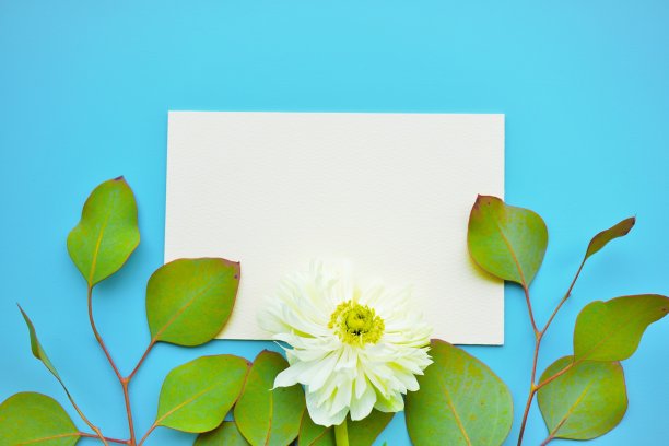 模型标题框架与白色的海葵花和桉树叶子在浅蓝色的背景图片下载