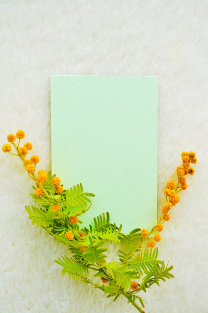 绿色评论空间的模型与圆花的黄色银叶库塔蒙德拉垂在白色蓬松的背景，垂直图片下载