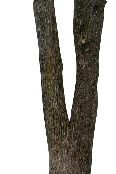 天然树干孤立在白色背景图片下载