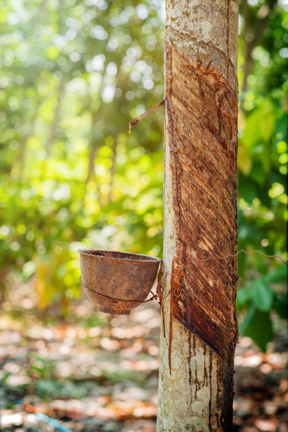 有机农场的橡胶树采摘图片下载