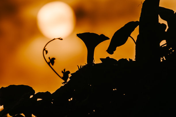 百慕大日出时的牵牛花图片下载