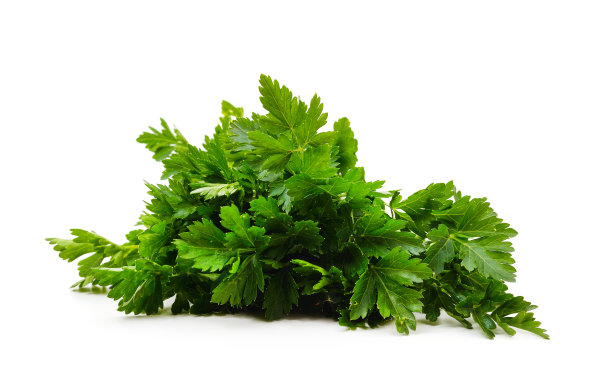 一束绿色欧芹。图片下载