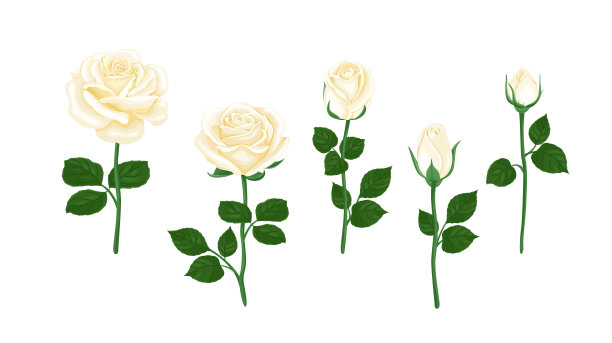 白玫瑰花集。矢量花卉插图卡通平面风格。图片下载