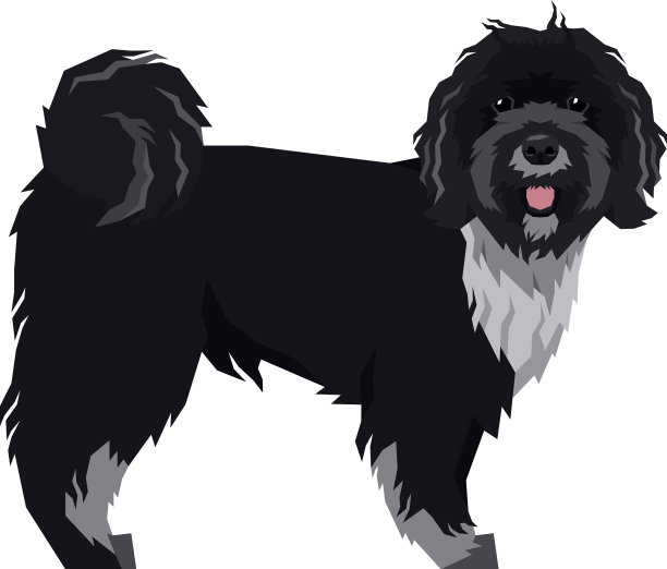 藏犬品种隔离梗图片下载