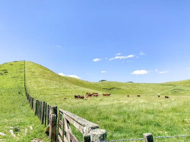 新西兰怀奥塔普国家公园附近怀曼古路的绿色农场里，一群羊在吃草图片下载