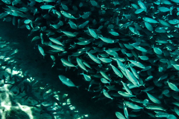 在加勒比海水下游动的一大群小型咸水鱼图片下载