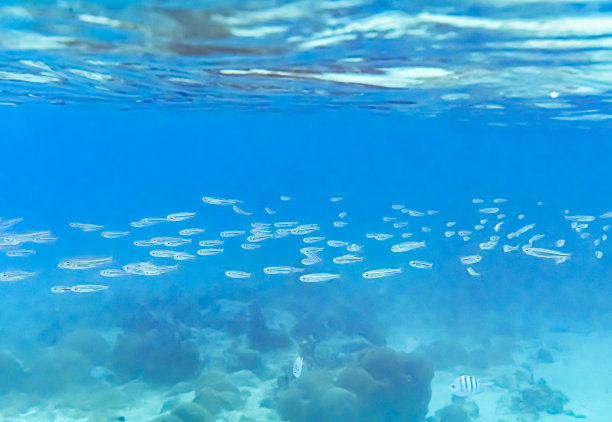 大群的小型咸水鱼在加勒比海与岩石和珊瑚在水下游泳图片下载