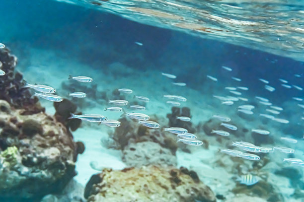 大群的小型咸水鱼在加勒比海与岩石和珊瑚在水下游泳图片下载