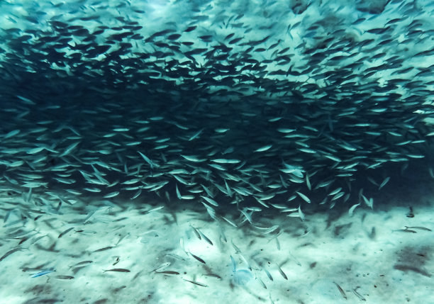 在加勒比海水下游动的一大群小型咸水鱼图片下载