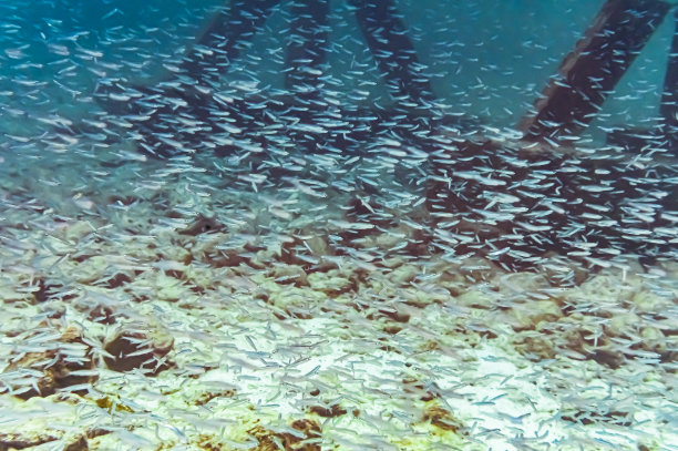在加勒比海水下游动的一大群小型咸水鱼图片下载