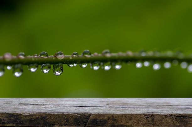 旧木空表为产品展示前近距离的晨露新鲜的植物枝干图片下载