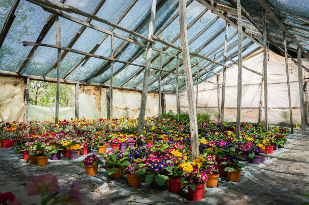 老式玻璃温室中的花卉幼苗图片下载