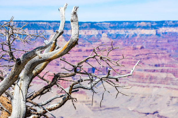 死树南缘大峡谷图片下载