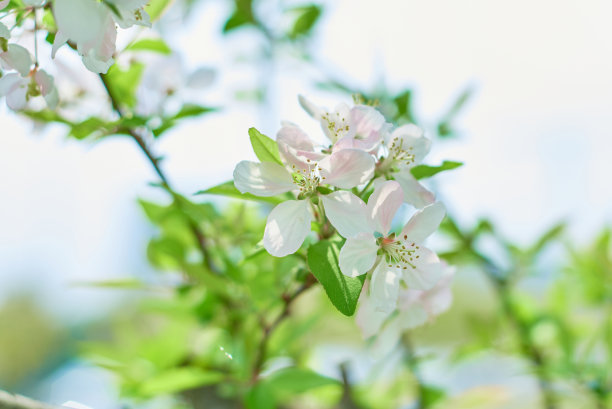 春天盛开的白色秋海棠图片下载