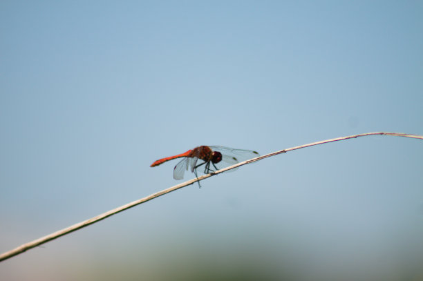 特写的红色蜻蜓侧视图休息与蓝天为背景图片下载