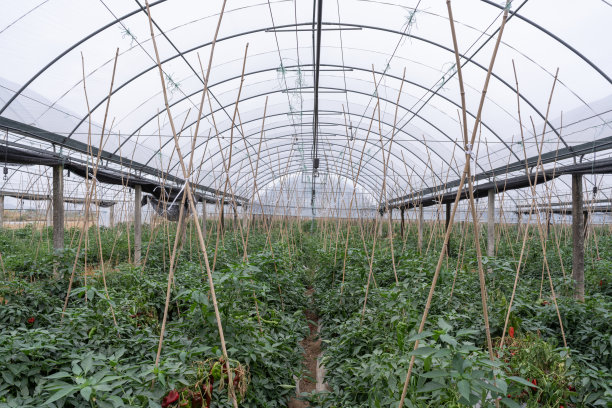 现代农业大棚中的青椒图片下载