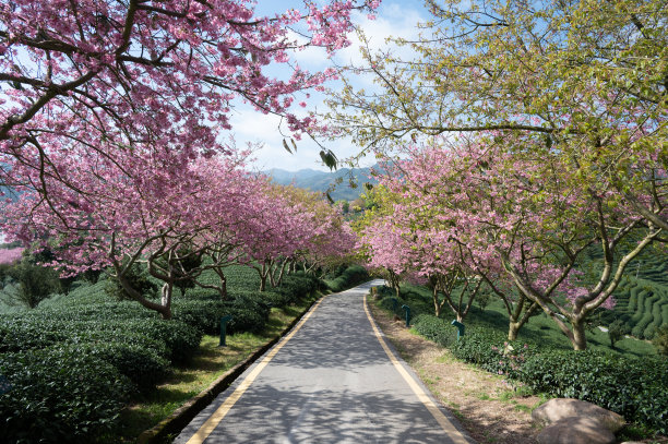 茶园两侧樱花盛开，中间有一条通道图片下载