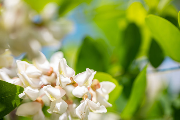 春天树叶的背景图像。库存图片图片下载