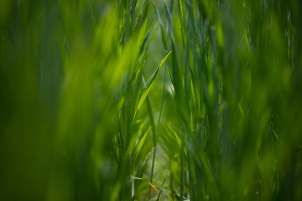 绿色麦田库存照片图片下载