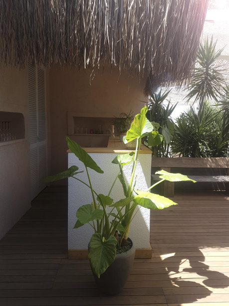 热带海滩酒吧图片下载