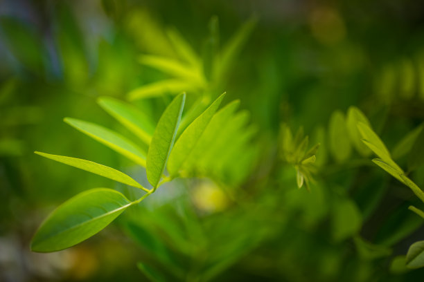 春天树叶的背景图像。库存图片图片下载