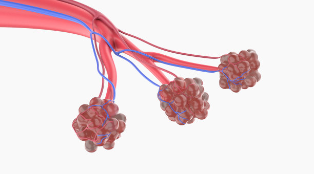 人肺的肺泡解剖图片下载