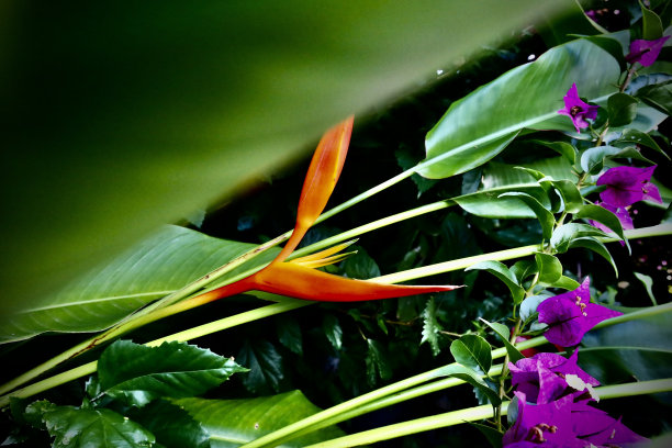 热带植物图片下载