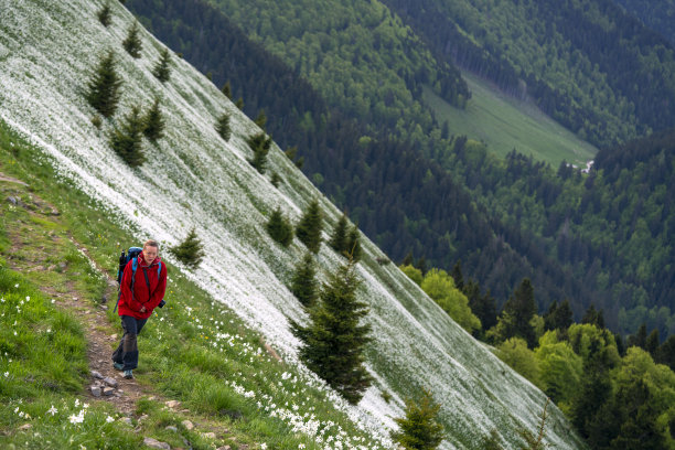 老妇人走在盛开的花田在山顶坡，Golica，斯洛文尼亚图片下载