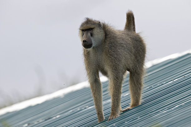一只黄色狒狒(草原狒狒)在屋顶上玩耍。图片下载