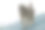 一只黄色狒狒(草原狒狒)在屋顶上玩耍。图片下载