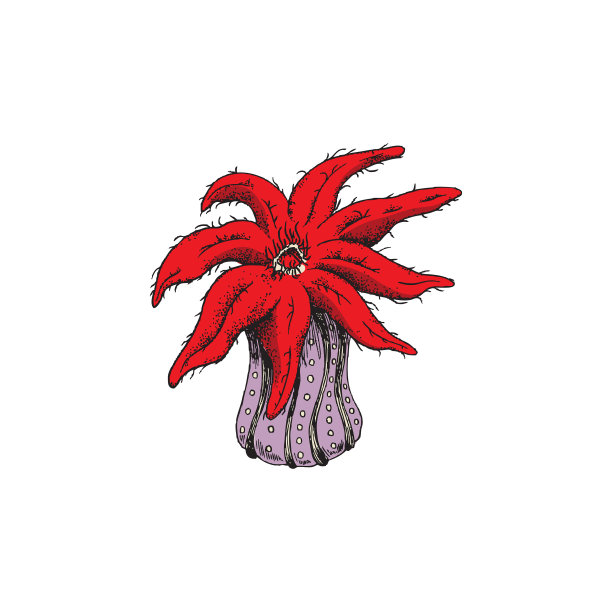 盛开的水下花卉或珊瑚礁植物图片下载