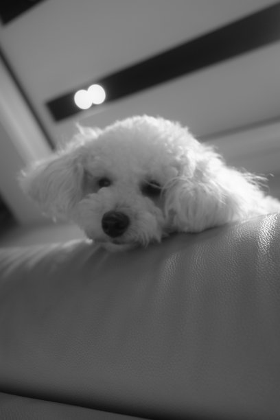 白色贵宾犬从上面看相机图片下载