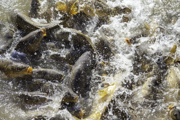 池塘里的鲤鱼图片下载