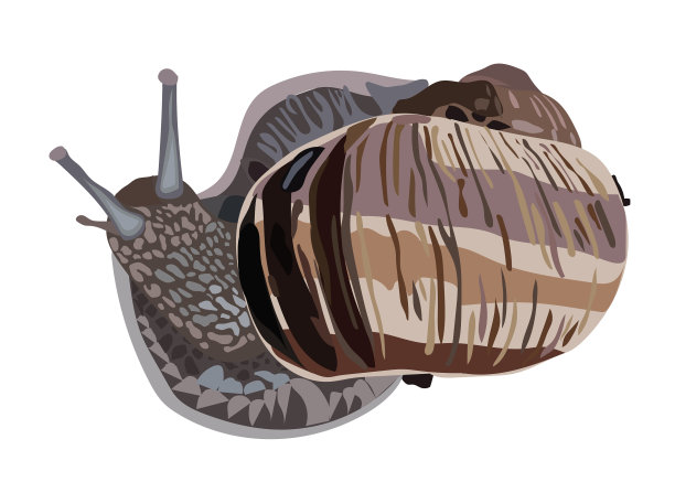 大葡萄蜗牛现实主义股票图片下载