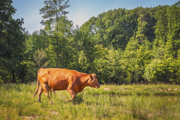 草地上的牛群图片下载