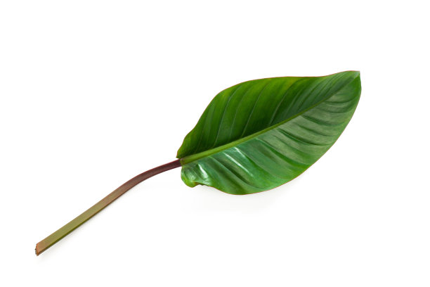 美丽的热带叶孤立在白色背景。图片下载
