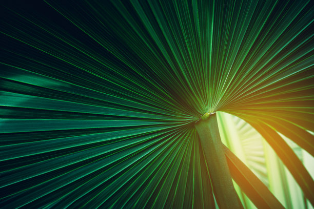 抽象绿叶纹理，自然背景。素材图片