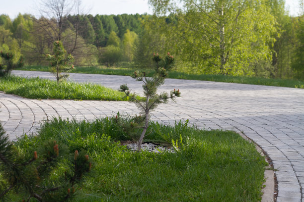 春夏两季公园内矮小卡累利阿松苗木图片下载