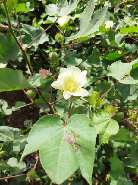 白色棉花植物开花或开花图片下载