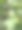 白色棉花植物开花或开花图片下载