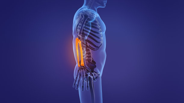 人体前臂解剖图片下载