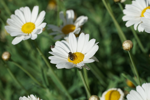 白色的雏菊和一只收集黄色花粉的蜜蜂图片下载