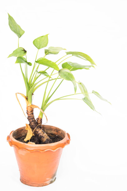 房子里有树和一个小花园图片下载