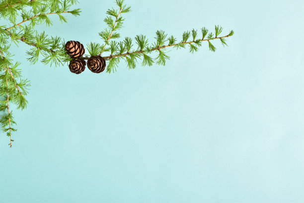 旗帜上有落叶松的枝干和松果，背景是浅蓝色的图片下载