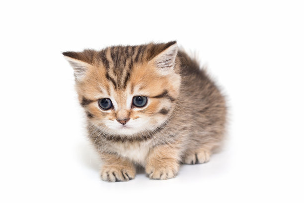 蓝色眼睛的苏格兰条纹小猫肖像图片下载