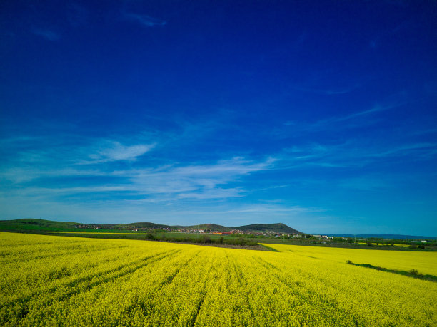 保加利亚的田野，在村庄和天空的映衬下，山谷里有一株植物图片下载