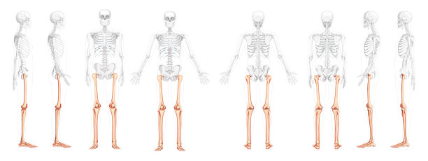 一组下肢人体骨盆，腿，大腿，脚，脚踝骨骼前，后侧视图与部分透明的身体位置。解剖正确的三维现实的平面矢量图孤立图片下载