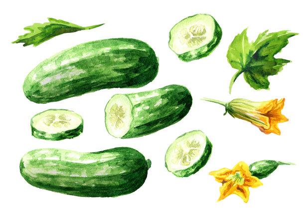 黄瓜集，水彩手绘插图，孤立在白色背景图片下载